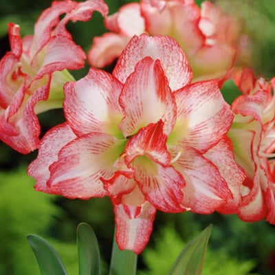 Double-flowered bulbs