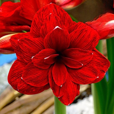 Double-flowered bulbs