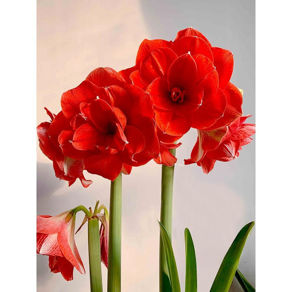 Double-flowered bulbs