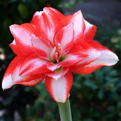 Double-flowered bulbs