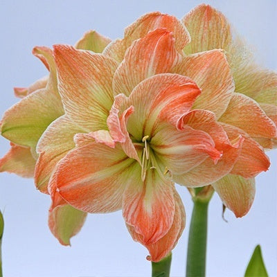 Double-flowered bulbs