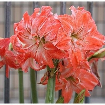 Double-flowered bulbs