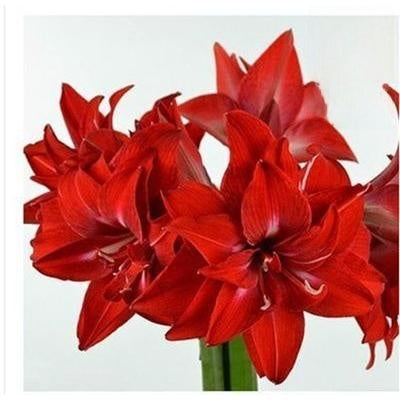 Double-flowered bulbs