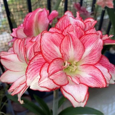 Double-flowered bulbs