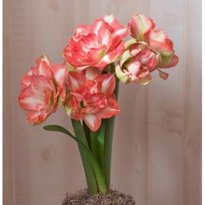 Double-flowered bulbs