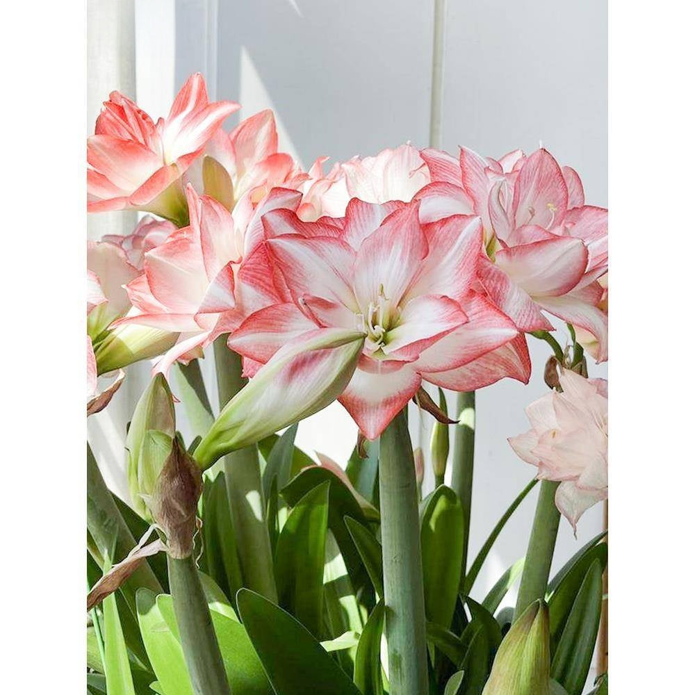 Double-flowered bulbs