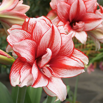 Double-flowered bulbs
