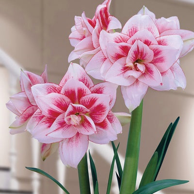 Double-flowered bulbs