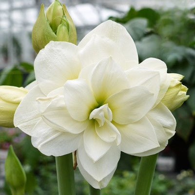 Double-flowered bulbs