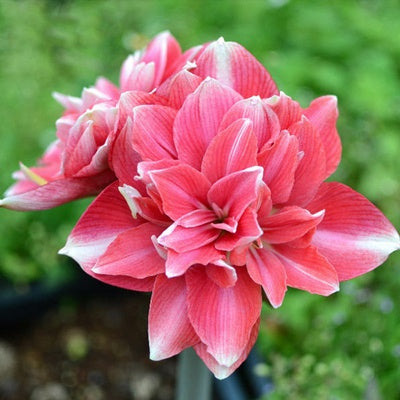 Double-flowered bulbs