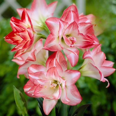 Double-flowered bulbs