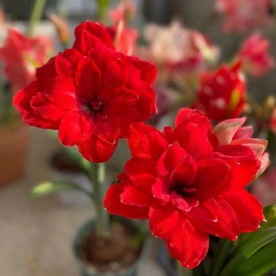 Double-flowered bulbs