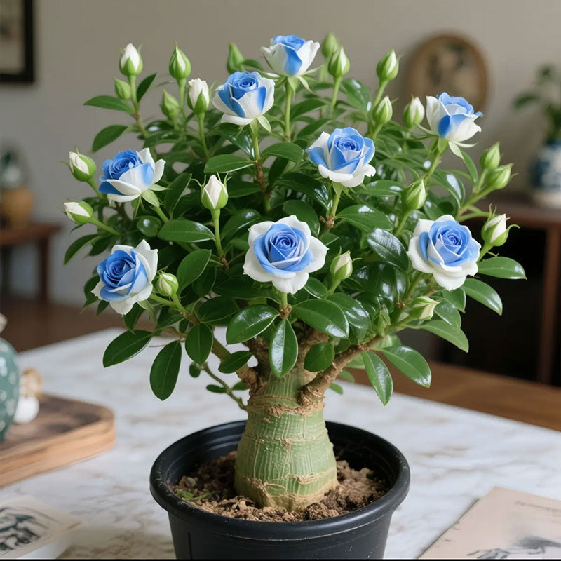 Double-Petaled Desert Rose Potted Plant for Indoor Balcony