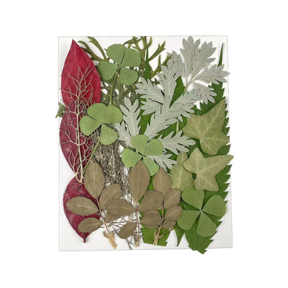 Dried Flower Assortment for DIY Crafting