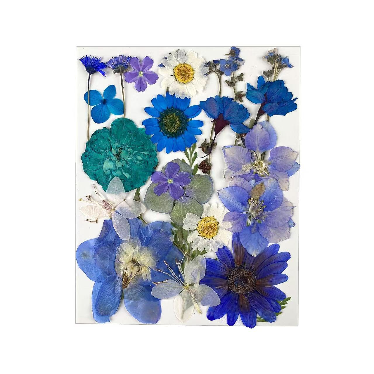 Dried Flower Assortment for DIY Crafting