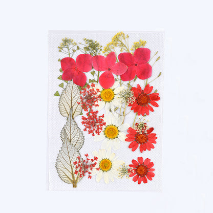 Dried Flower Assortment for DIY Crafting