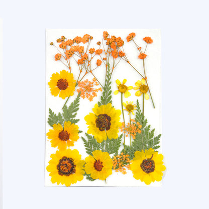 Dried Flower Assortment for DIY Crafting