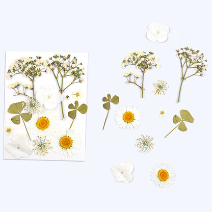 Dried Flower Assortment for DIY Crafting