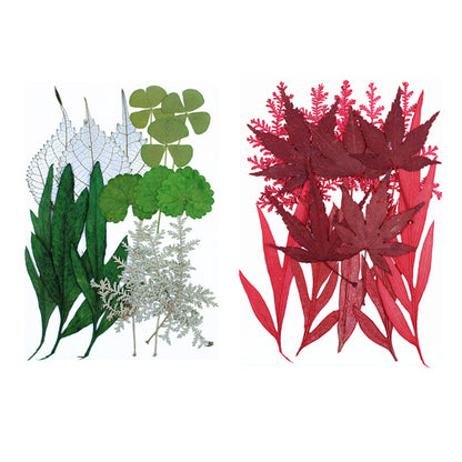 Dried Leaf Specimens for DIY Crafts