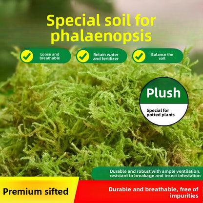 Dried Moss