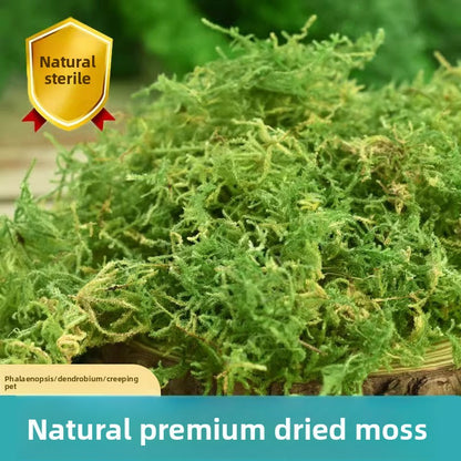 Dried Moss