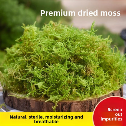 Dried Moss
