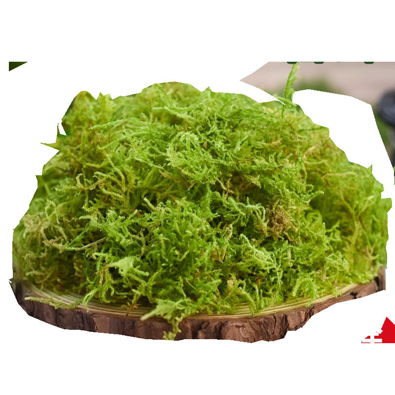 Dried Moss