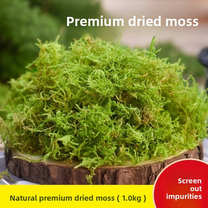 Dried Moss