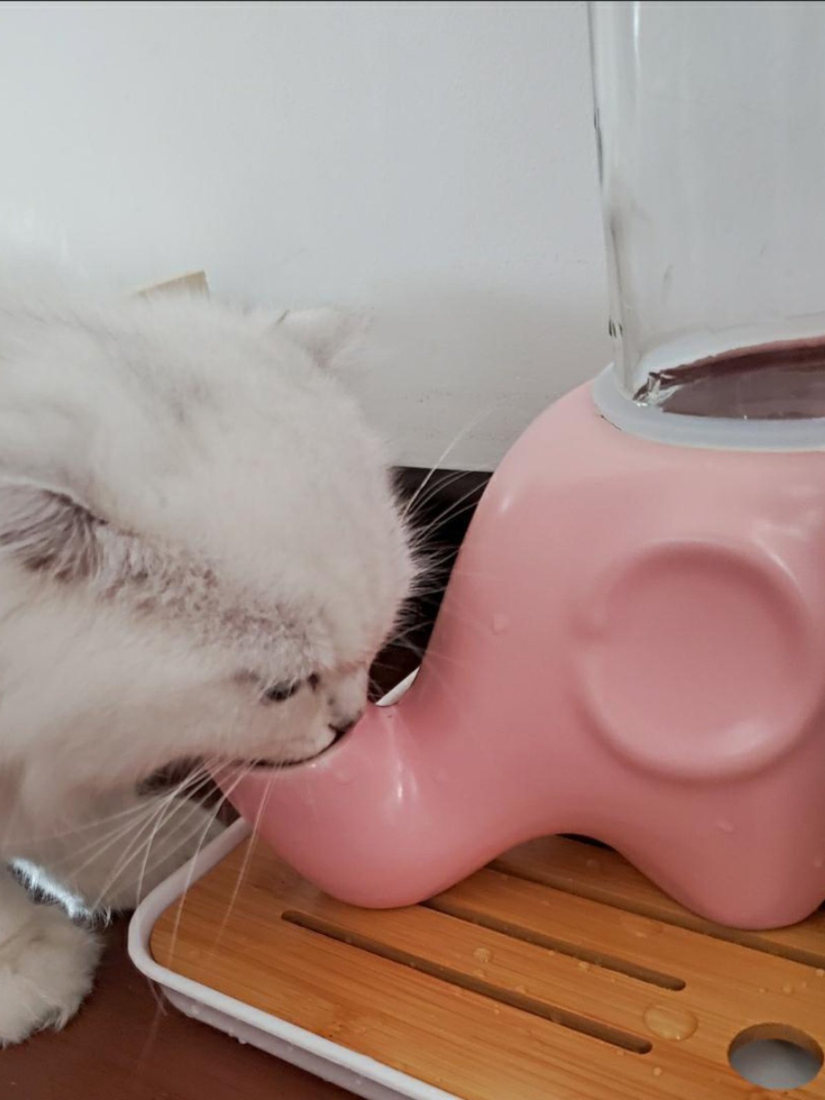 Drinker