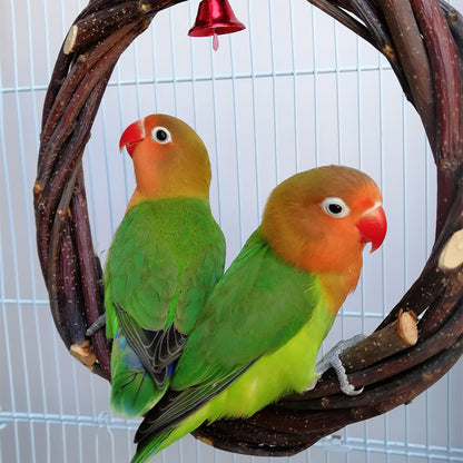Buy Parrot Standing Frame Rattan Ring Chew Toy Cage Accessory