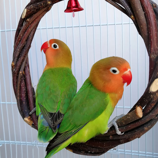 Buy Parrot Standing Frame Rattan Ring Chew Toy Cage Accessory