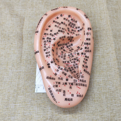 Ear Acupressure Model