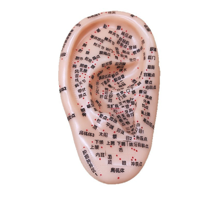 Ear Acupressure Model