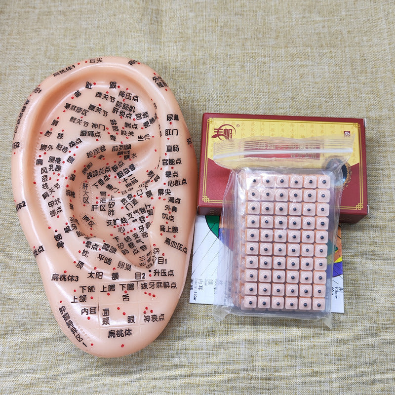 Ear Acupressure Model