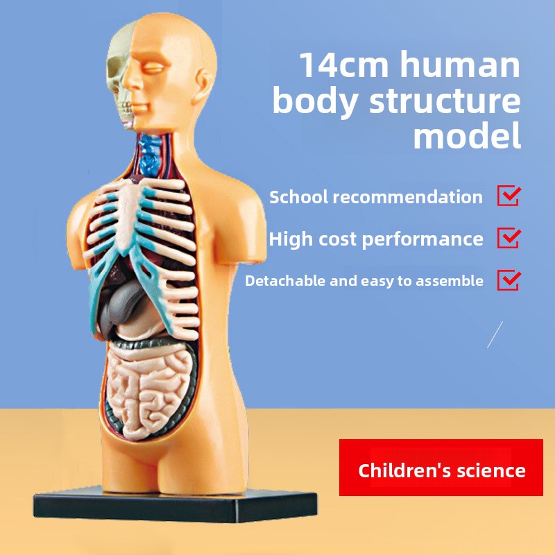 Educational Skeleton Model