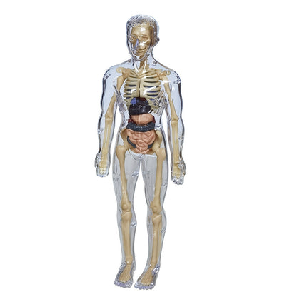 Educational Skeleton Model