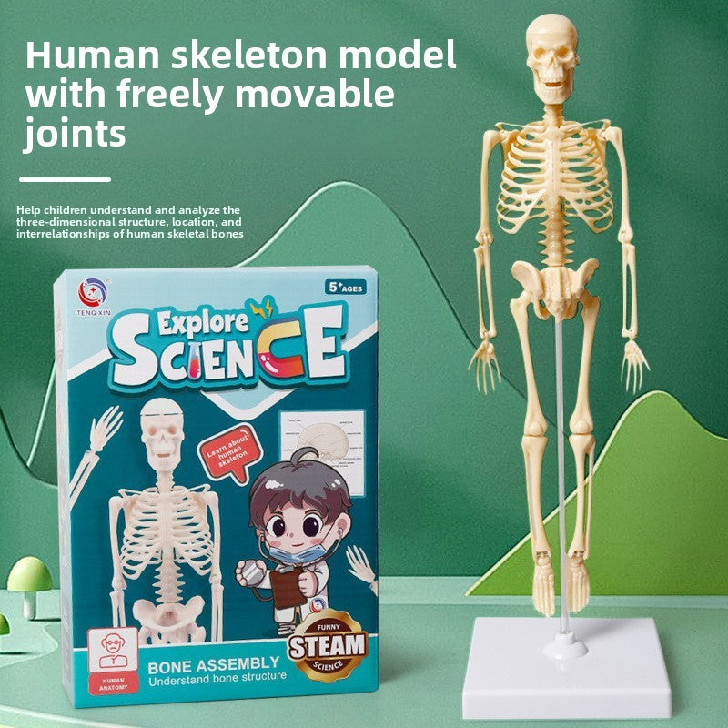 Educational Skeleton Model