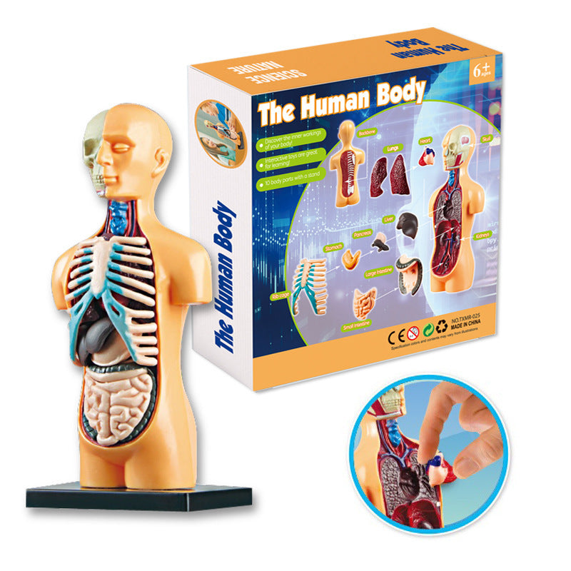 Educational Skeleton Model