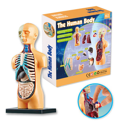 Educational Skeleton Model