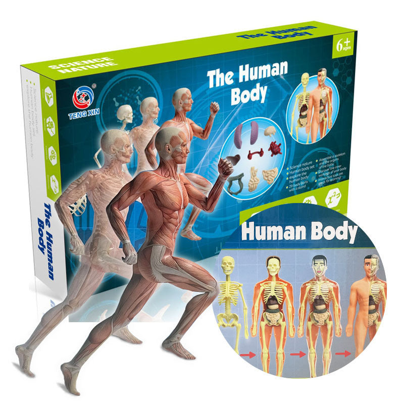 Educational Skeleton Model