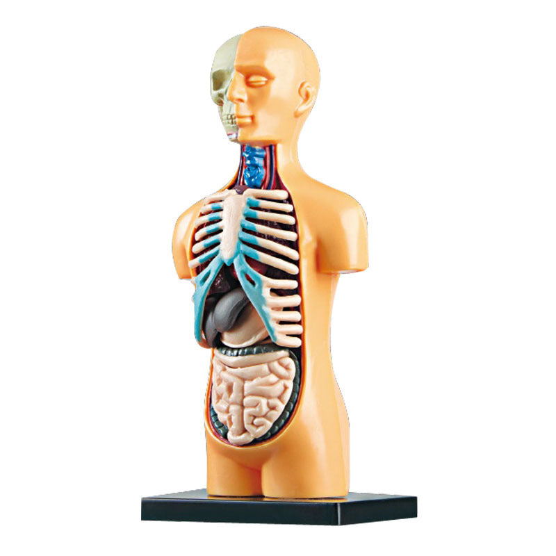 Educational Skeleton Model