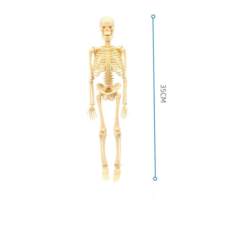 Educational Skeleton Model