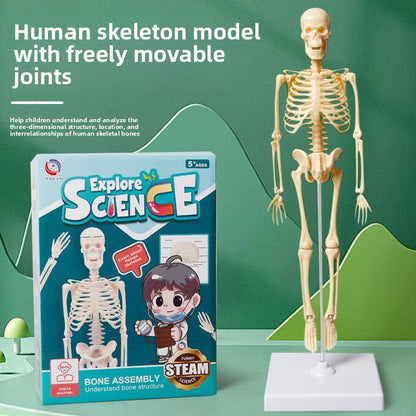 Educational Skeleton Model