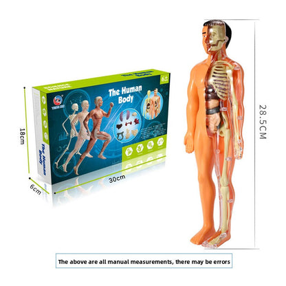 Educational Skeleton Model