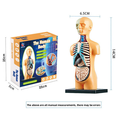 Educational Skeleton Model