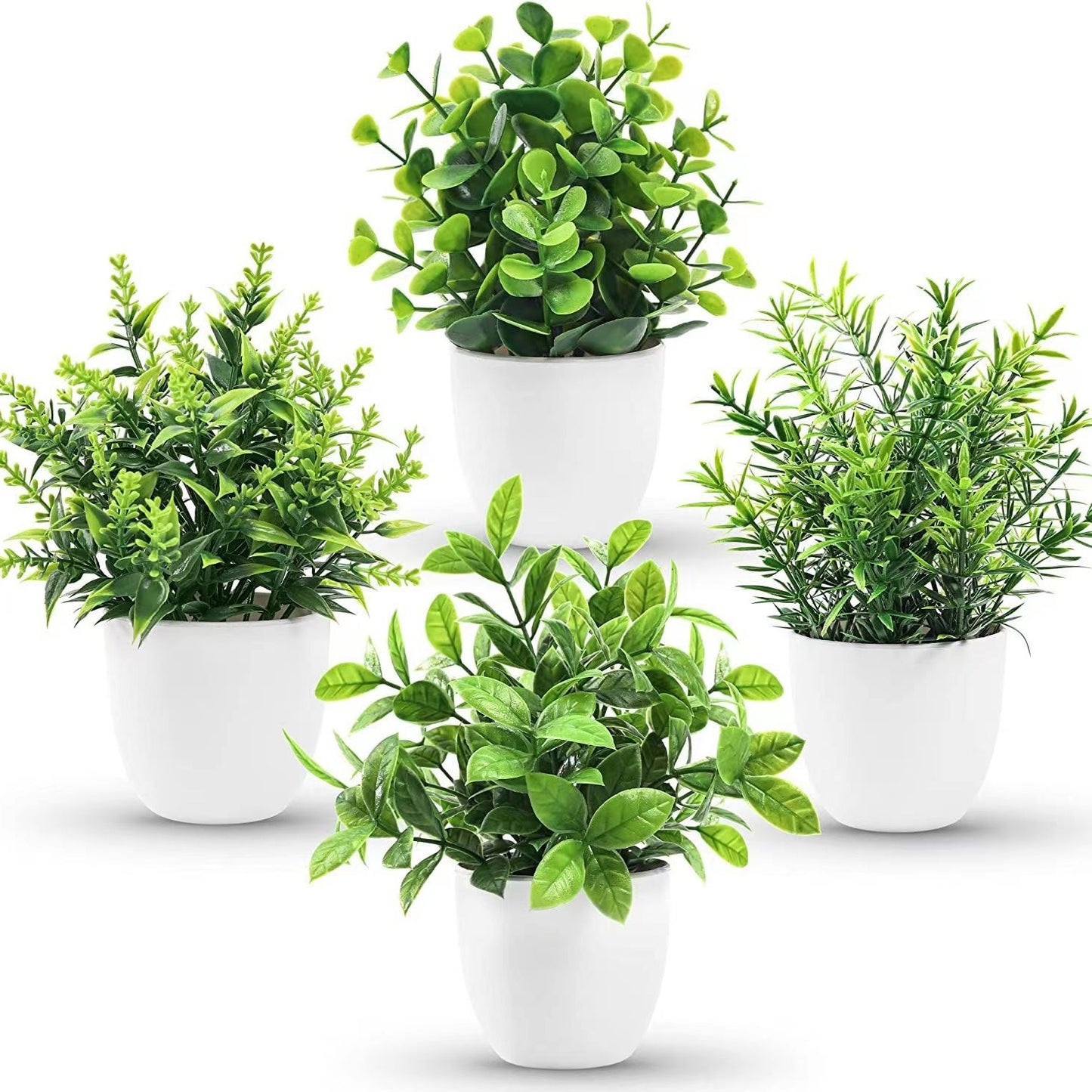 Eucalyptus small potted plant