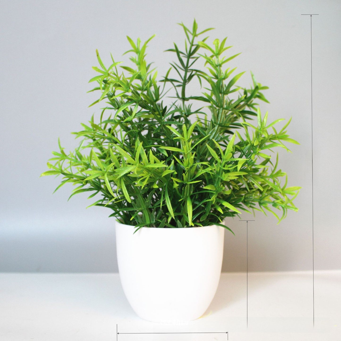 Eucalyptus small potted plant