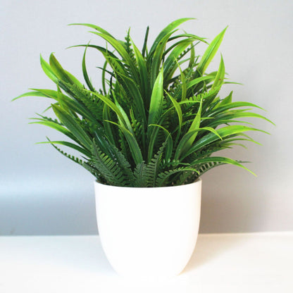 Eucalyptus small potted plant