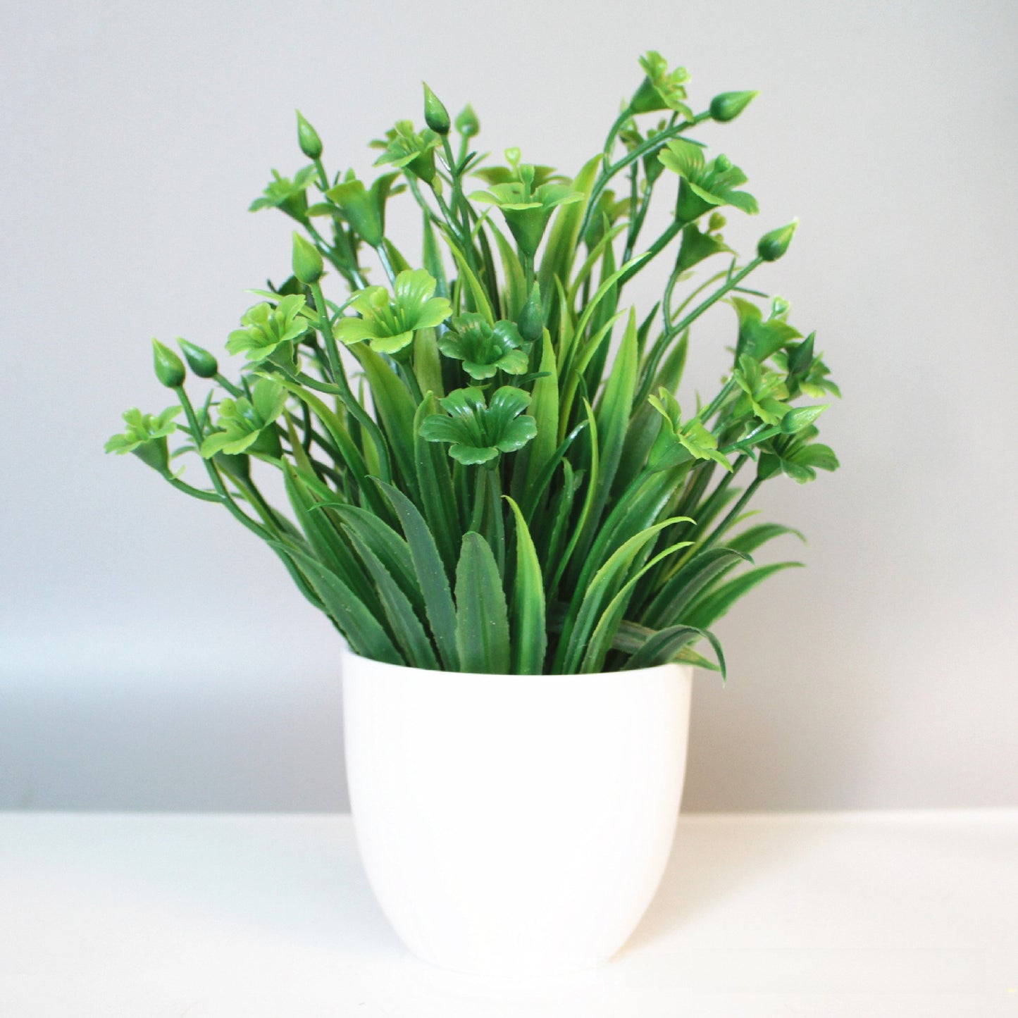 Eucalyptus small potted plant