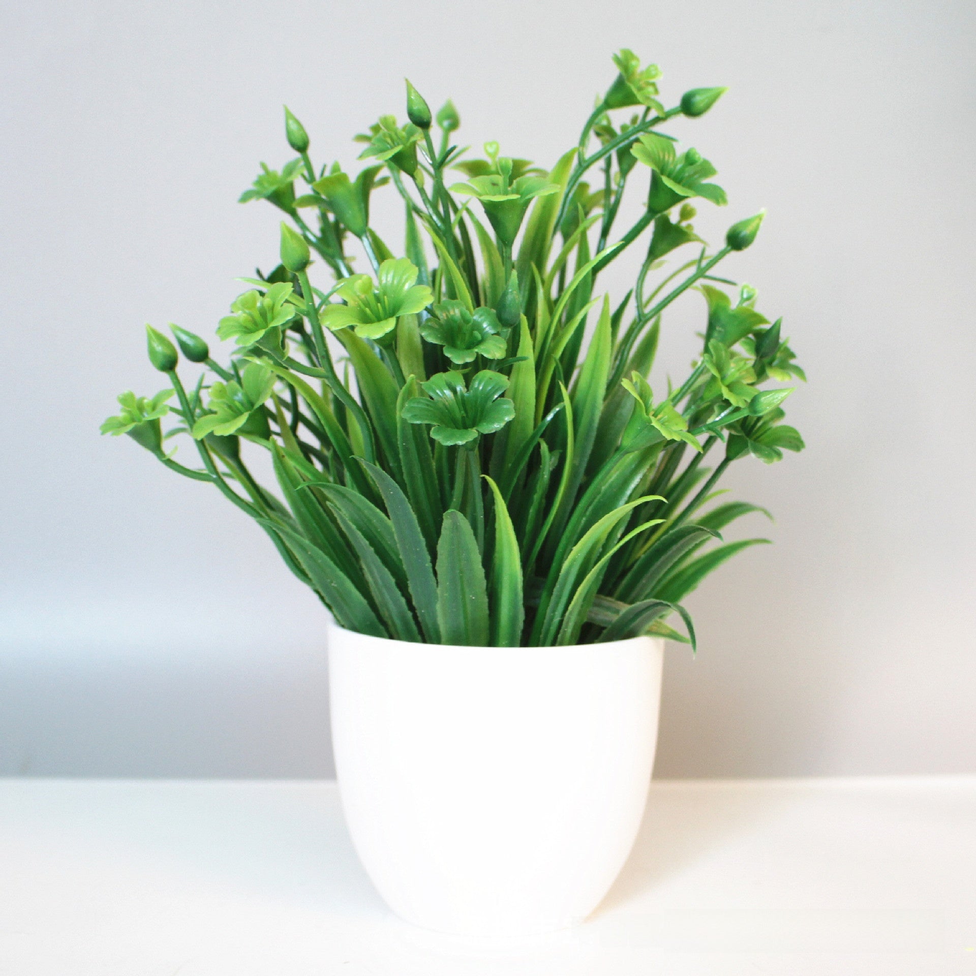 Eucalyptus small potted plant